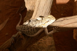 l&eacute;zard