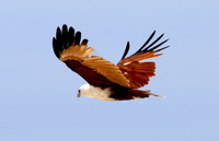 aigle pecheur yuraygir