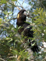 Yellow Tail Black Cockatoo