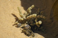 crustace eurobodalla