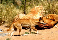Dingo dans le d&eacute;sert