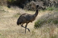 emeu coorong