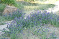 fleur coorong