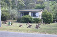 kangourou murramarang