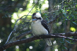 kookabura