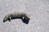 l�zard � langue bleu � Iness