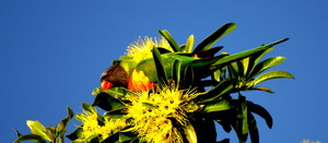 lorikeet