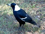 magpie