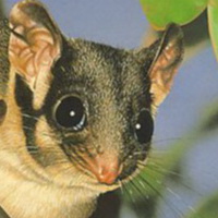 Embleme animal du Victoria