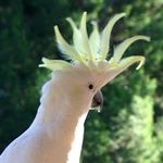 Sulphur Crested Cockatoo