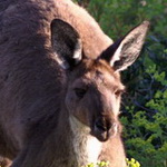 Embleme animal  du Territoire du Nord