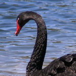 Embleme oiseau de L'Australie Occidentale