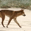 Dingo se promenant sur la plage