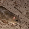 Une souris bien nourri
