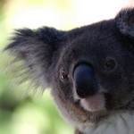 Embleme animal du Queensland