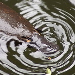 platypus
