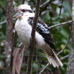 kookaburra