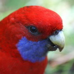 rosella
