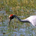 Embleme oiseau du Queensland