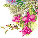 Embleme floral du Queensland