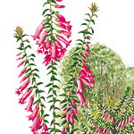 Embleme floral du Victoria