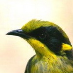 Embleme oiseau du Victoria