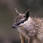 Embleme animal de L'Australie Occidentale