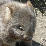 Embleme animal de L'Australie M�ridionale