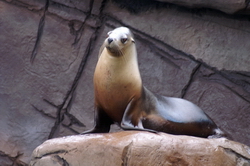 otarie underwater world