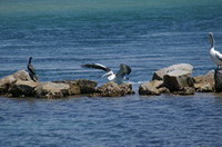 pelican eurobodalla