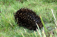 Echidna yuraygir
