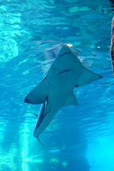 requin manta