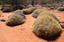 spinifex