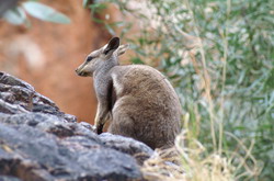 rock wallaby