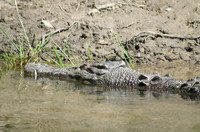 croco tribulation