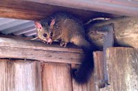 possum