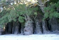 entree cave