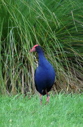 pukeko d'estuaire