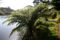 ferns