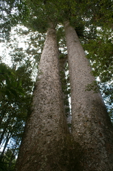 kauri siamois