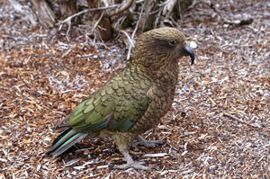 Kea sur le parking d'Arthur Pass National Park