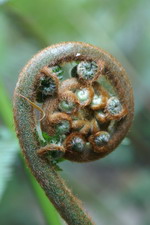 fougère arborescente