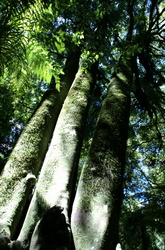 puketoki kauri