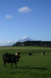 vaches devant taranaki