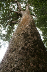 kauri a tuhau